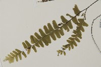 灰背鐵線蕨藏品圖，第3張