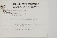 毛葉鐵線蕨藏品圖，第2張