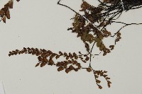 毛葉鐵線蕨藏品圖，第4張