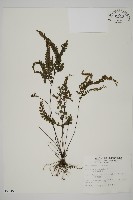 毛葉鐵線蕨藏品圖，第1張