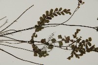 毛葉鐵線蕨藏品圖，第5張