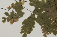 扇葉鐵線蕨藏品圖，第3張