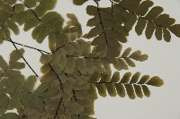 扇葉鐵線蕨藏品圖，第4張