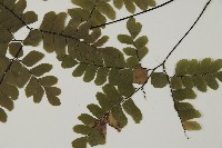 扇葉鐵線蕨藏品圖，第5張