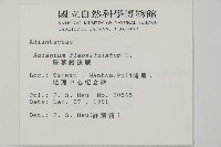 扇葉鐵線蕨藏品圖，第2張