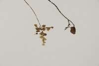 扇葉鐵線蕨藏品圖，第3張