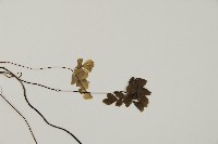 扇葉鐵線蕨藏品圖，第4張