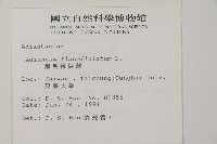 扇葉鐵線蕨藏品圖，第2張
