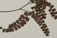 扇葉鐵線蕨藏品圖，第3張