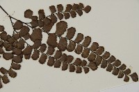 扇葉鐵線蕨藏品圖，第4張