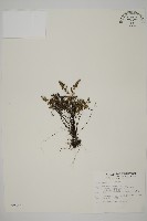 臺灣高山鐵線蕨藏品圖，第1張