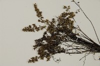 臺灣高山鐵線蕨藏品圖，第3張