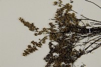 臺灣高山鐵線蕨藏品圖，第4張