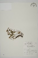 深山鐵線蕨、月芽鐵線蕨藏品圖，第1張