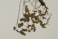 深山鐵線蕨、月芽鐵線蕨藏品圖，第3張