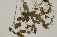 深山鐵線蕨、月芽鐵線蕨藏品圖，第4張