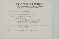 蘭嶼鐵線蕨藏品圖，第2張