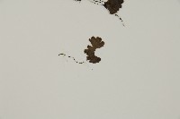 蘭嶼鐵線蕨藏品圖，第4張