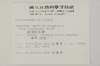 蘭嶼鐵線蕨藏品圖，第5張