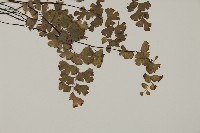 蘭嶼鐵線蕨藏品圖，第6張