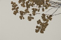 蘭嶼鐵線蕨藏品圖，第7張