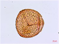 蘭嶼鐵線蕨藏品圖，第2張