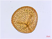 蘭嶼鐵線蕨藏品圖，第3張