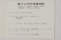 鐵線蕨藏品圖，第2張