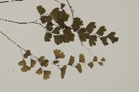 鐵線蕨藏品圖，第3張