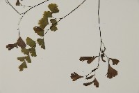 鐵線蕨藏品圖，第4張