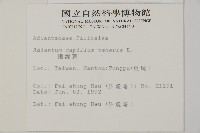 鐵線蕨藏品圖，第2張