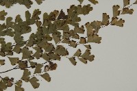 鐵線蕨藏品圖，第3張