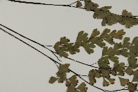 鐵線蕨藏品圖，第4張