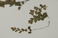鐵線蕨藏品圖，第5張