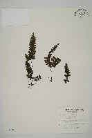 長尾鐵線蕨藏品圖，第1張