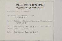 長尾鐵線蕨藏品圖，第2張