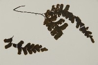 長尾鐵線蕨藏品圖，第3張