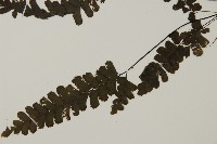 長尾鐵線蕨藏品圖，第4張