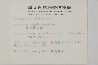 長尾鐵線蕨藏品圖，第2張