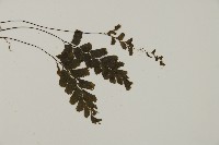 長尾鐵線蕨藏品圖，第3張