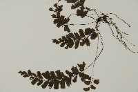 長尾鐵線蕨藏品圖，第4張