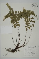 梅山鐵線蕨藏品圖，第1張