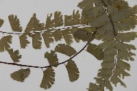 梅山鐵線蕨藏品圖，第6張