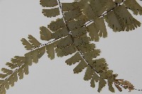 梅山鐵線蕨藏品圖，第7張