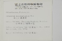 梅山鐵線蕨藏品圖，第2張