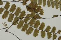 梅山鐵線蕨藏品圖，第3張