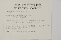 半月形鐵線蕨藏品圖，第2張