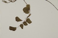 半月形鐵線蕨藏品圖，第3張