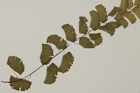 半月形鐵線蕨藏品圖，第4張