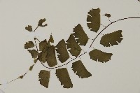 半月形鐵線蕨藏品圖，第5張